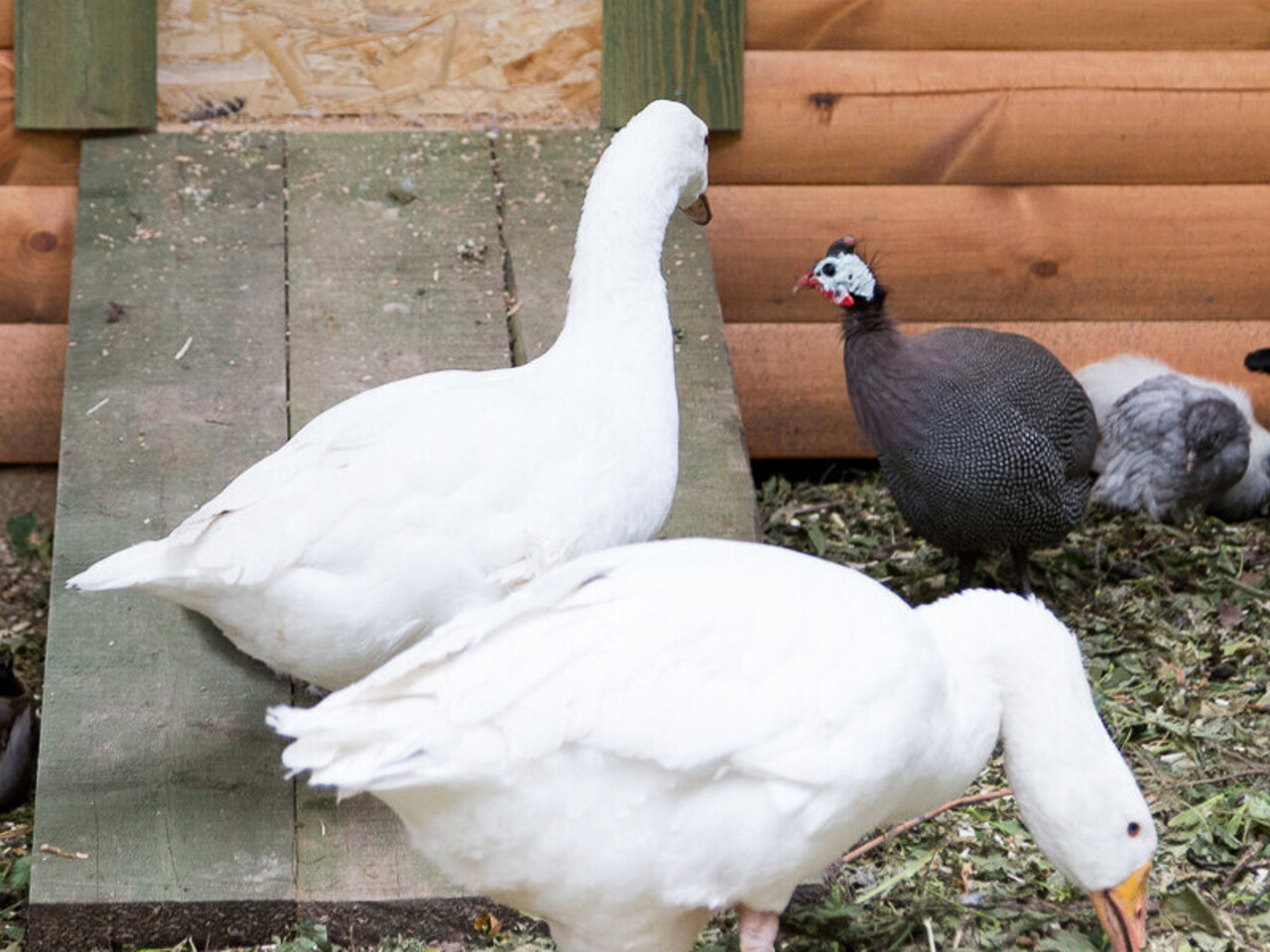 Выпас гусей на Никиту