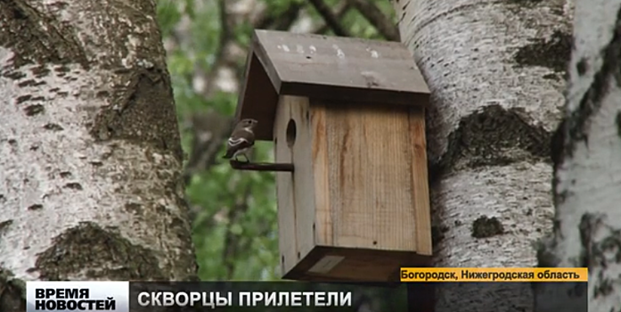 Пернатые жильцы поселились в домиках в новом парке в Богородске
