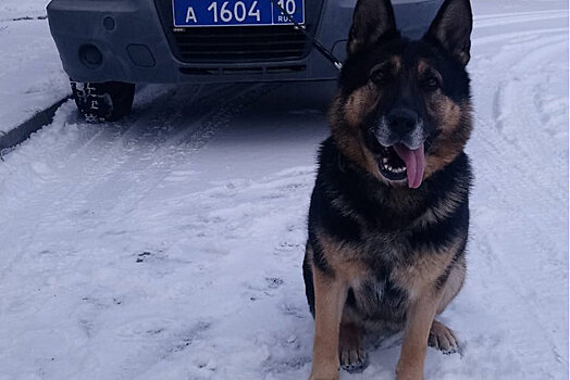 Служебная собака Вальда из Петрозаводска помогла поймать преступника по горячим следам