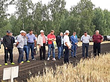 Южноуральские аграрии выбрали продуктивные сорта пшеницы