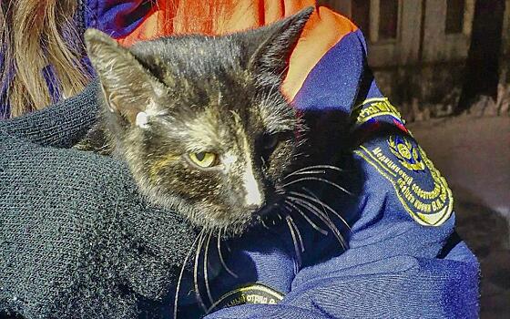 Волонтёры сняли замёрзшего котёнка с дерева в Рязани