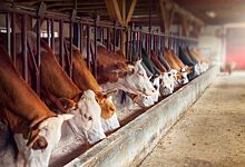 В Республике Коми появятся две новые молочные фермы