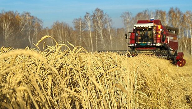 В Минсельхозе спрогнозировали объем экспорта пшеницы