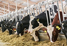 Агрохолдинг «Степь» планирует до 2022 года инвестировать 12 млрд рублей в строительство молочно-товарных ферм