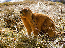 В Московском зоопарке вышли из зимней спячки сурки