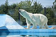 Белую медведицу из Московского зоопарка перевезли в Нижний Новгород