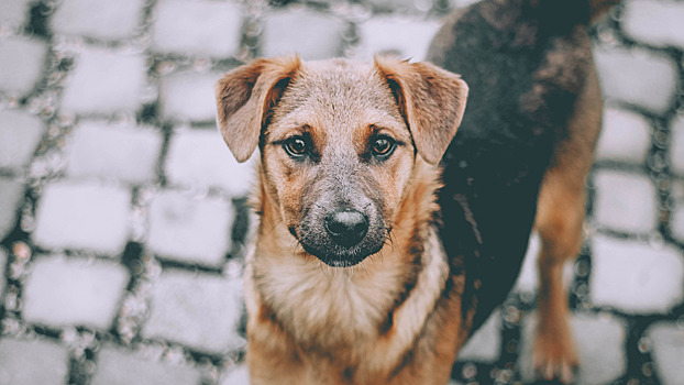 От репоста до передержки: как помочь бездомным животным