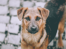 От репоста до передержки: как помочь бездомным животным