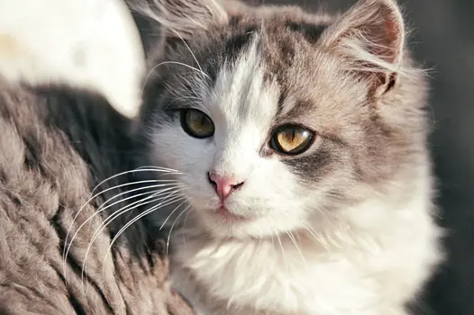 Кошачий мир: почему кошки предпочитают матриархат