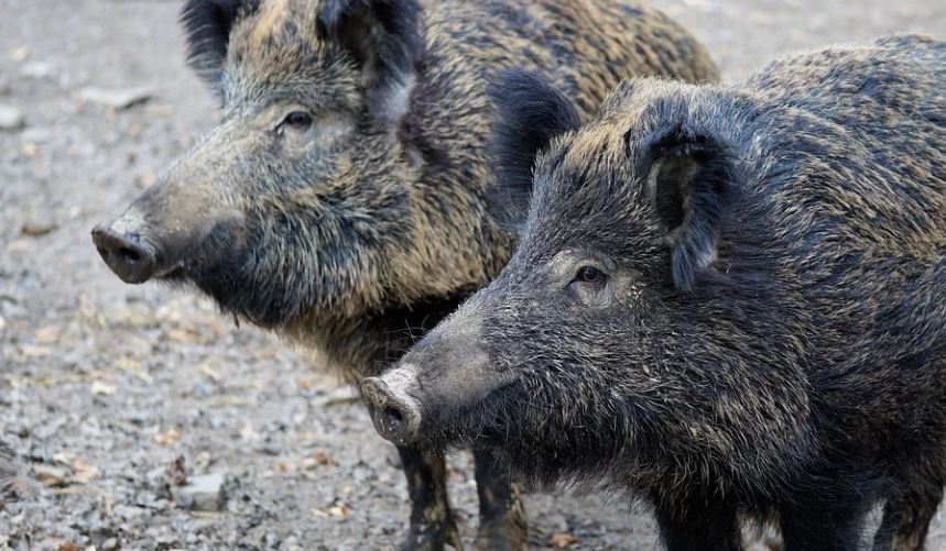 Новый очаг африканской чумы свиней обнаружили в Ростовской области