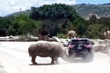 Носорог устроил погоню за посетителями сафари-парка