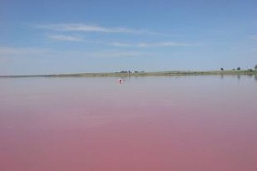 Туристы делятся фотографиями розовых озер в Алтайском крае