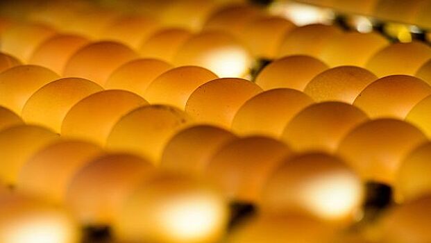 В Бельгии изымают из продажи куриные яйца с опасными токсинами