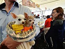 Кинолог назвал самую популярную породу собак в Москве