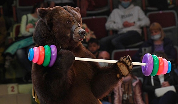 В Кузбассе медведь накинулся на дрессировщиков во время выступления в цирке