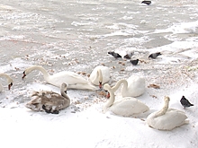Спасатели выезжают на водоёмы области по сообщениям жителей о замерзающих лебедях