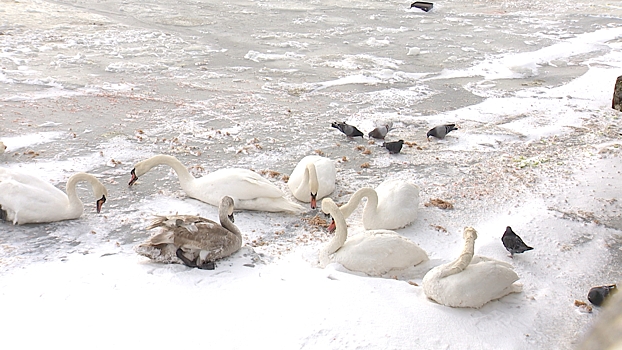 Спасатели выезжают на водоёмы области по сообщениям жителей о замерзающих лебедях