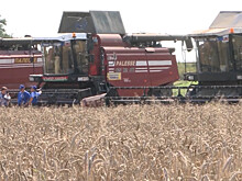 Уборочная кампания: аграрии Беларуси собрали пять млн тонн зерна