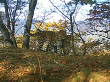 В Приморье фотоловушки зафиксировали самку леопарда с котенком