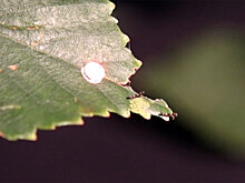 Ученые сняли на видео «рэп-баттл» крошечных гусениц