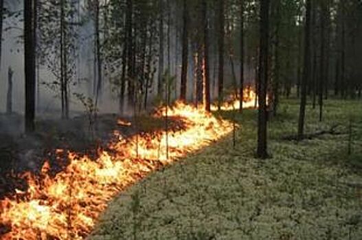 На праздниках в тамбовских лесах потушили четыре пожара