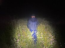 Массовые исчезновения людей в лесах начались в Костромской области