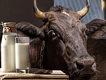 Крупнейший производитель молока в России решил оспорить право кредитора на выкуп долей в бизнесе