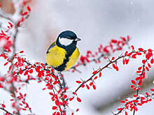 Орнитолог Каташук: птиц нельзя подкармливать несвежим хлебом