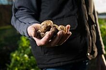 Кризис по борозде: в Березовском раздают землю под посадку картофеля