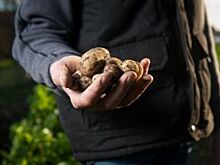 Кризис по борозде: в Березовском раздают землю под посадку картофеля