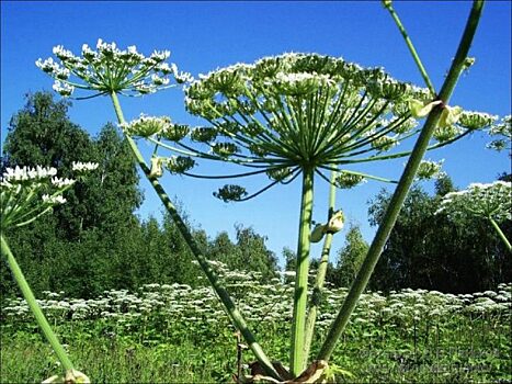 Борщевик: самое опасное растение в России