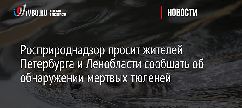 Росприроднадзор просит жителей Петербурга и Ленобласти сообщать об обнаружении мертвых тюленей