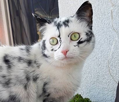 «Шерстяная Винни Харлоу»: выцветшая «мраморная» кошка-красавица с витилиго стала звездой Instagram