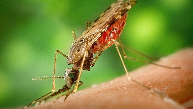 Робот-учёный открыл лекарство от малярии