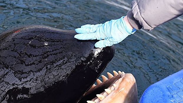 Белуги и косатки из "китовой тюрьмы" могут попасть в дельфинарии