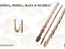 Мезолитские крючки и гарпуны: как древние мастера делали снасти из оленьего рога