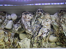 Элитный деликатес начнут выращивать в Азовском море