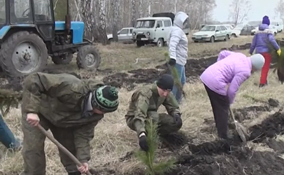 150 тысяч новых деревьев высадят в Новосибирской области