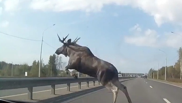 Выскочивший на трассу лось едва не устроил ДТП под Ярославлем. Видео