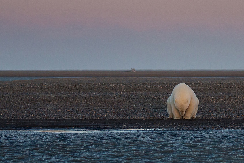 Одинокий медведь сидит на берегу острова Бартер