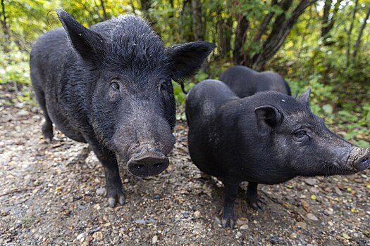 Стадо диких кабанов атаковало грибников в Тульской области