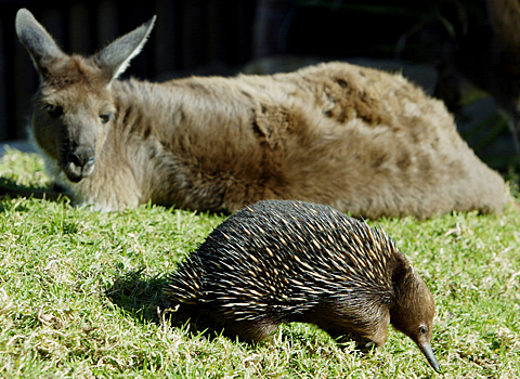 В Московский зоопарк привезли обитателей Австралии