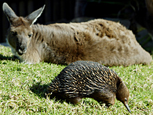 В Московский зоопарк привезли обитателей Австралии