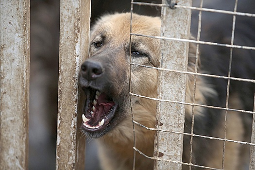 В Омске суд взыскал с мэрии 280 тысяч за поврежденный собаками автомобиль