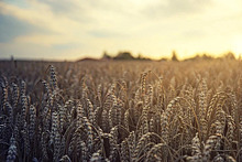 Сорта твердой пшеницы Омского АНЦ пройдут испытания на Южном Урале