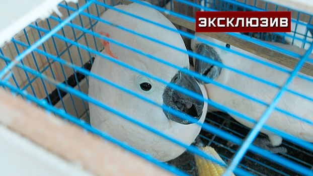В ФТС рассказали о самых жестоких способах вывоза редких животных