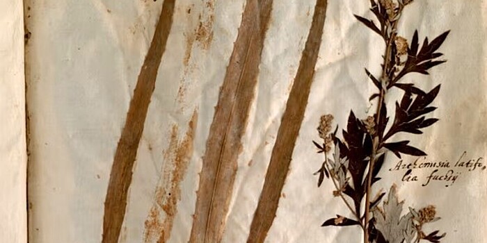 Средневековый гербарий помог оценить деградацию флоры в Европе