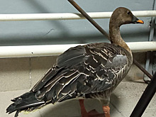 Российский охотник спас подстреленных краснокнижных гусей