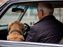 Автоюрист объяснил, что грозит Ярмольнику за езду с собакой на коленях