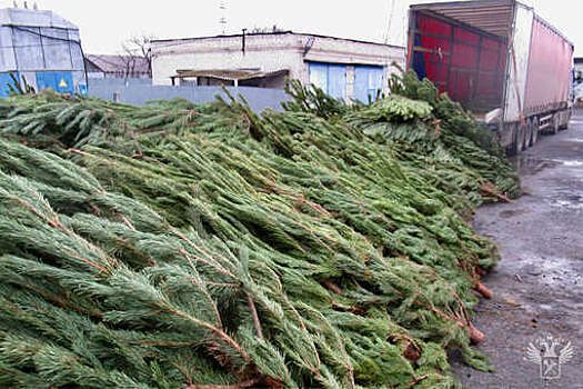 ФТС: таможенники пресекли вывоз из РФ более тысячи сосен в Курганской области